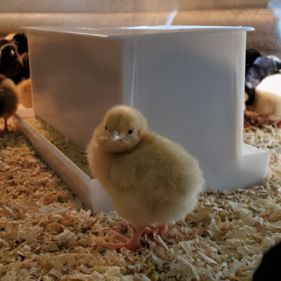 Plastic Game Bird Feeder