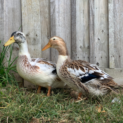Silver Appleyard Day Old Ducklings