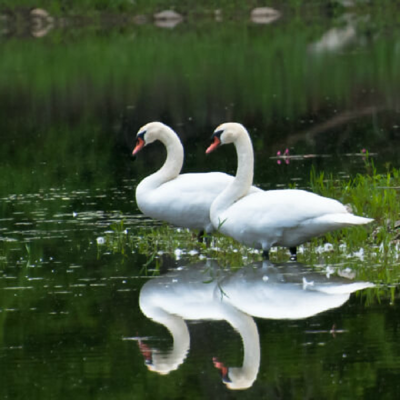 White Mute Swan Breeder Pair