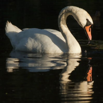White Mute Swan Yearling Pair