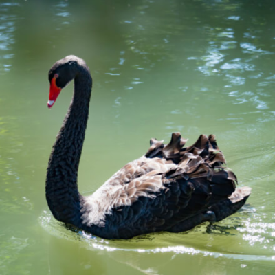Australian Black Swan Yearling Pair