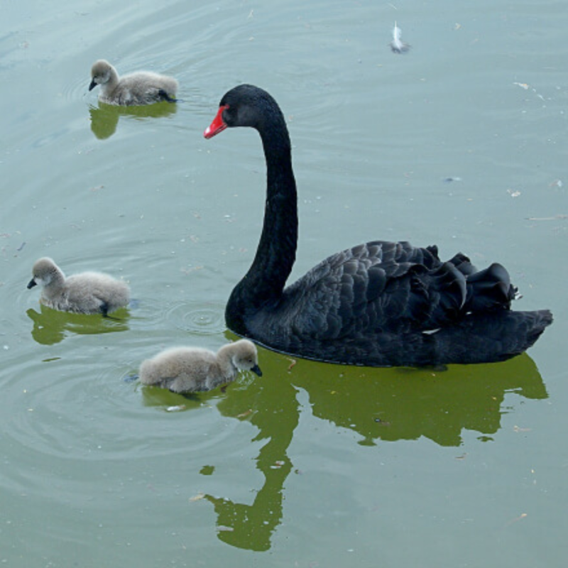 Australian Black Swans Breeder Pair