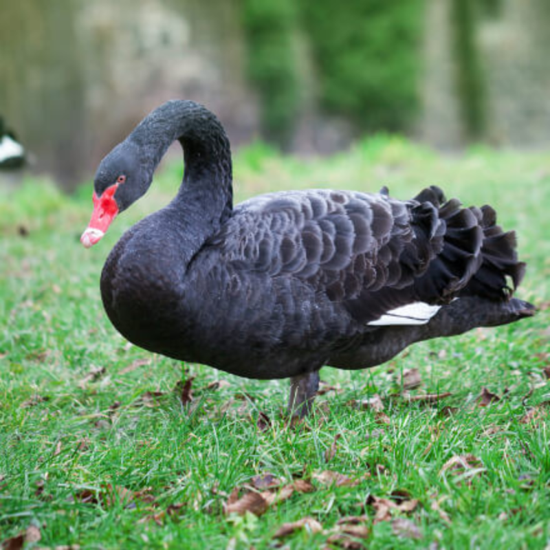 Australian Black Swans Breeder Pair