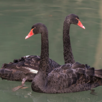 Australian Black Swan Yearling Pair