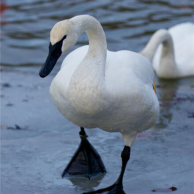 Trumpeter Swan Juvenile Pair, 6-8 Months