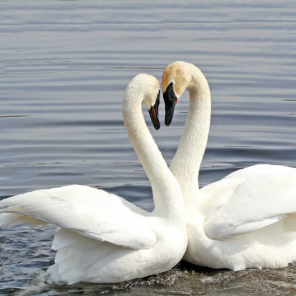 Trumpeter Swan Yearling Pair