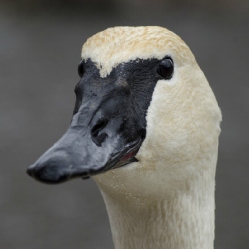 Trumpeter Swan Breeder Pair