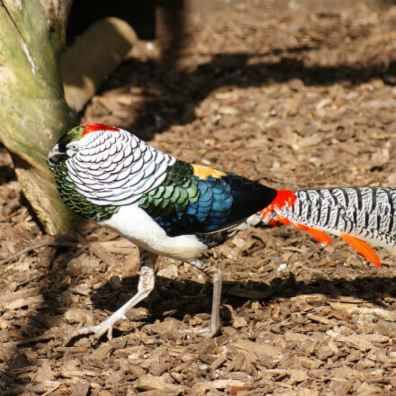 Lady Amherst Pheasant Juvenile Pair