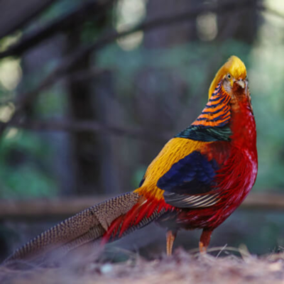 Red Golden Pheasant Juvenile Pair