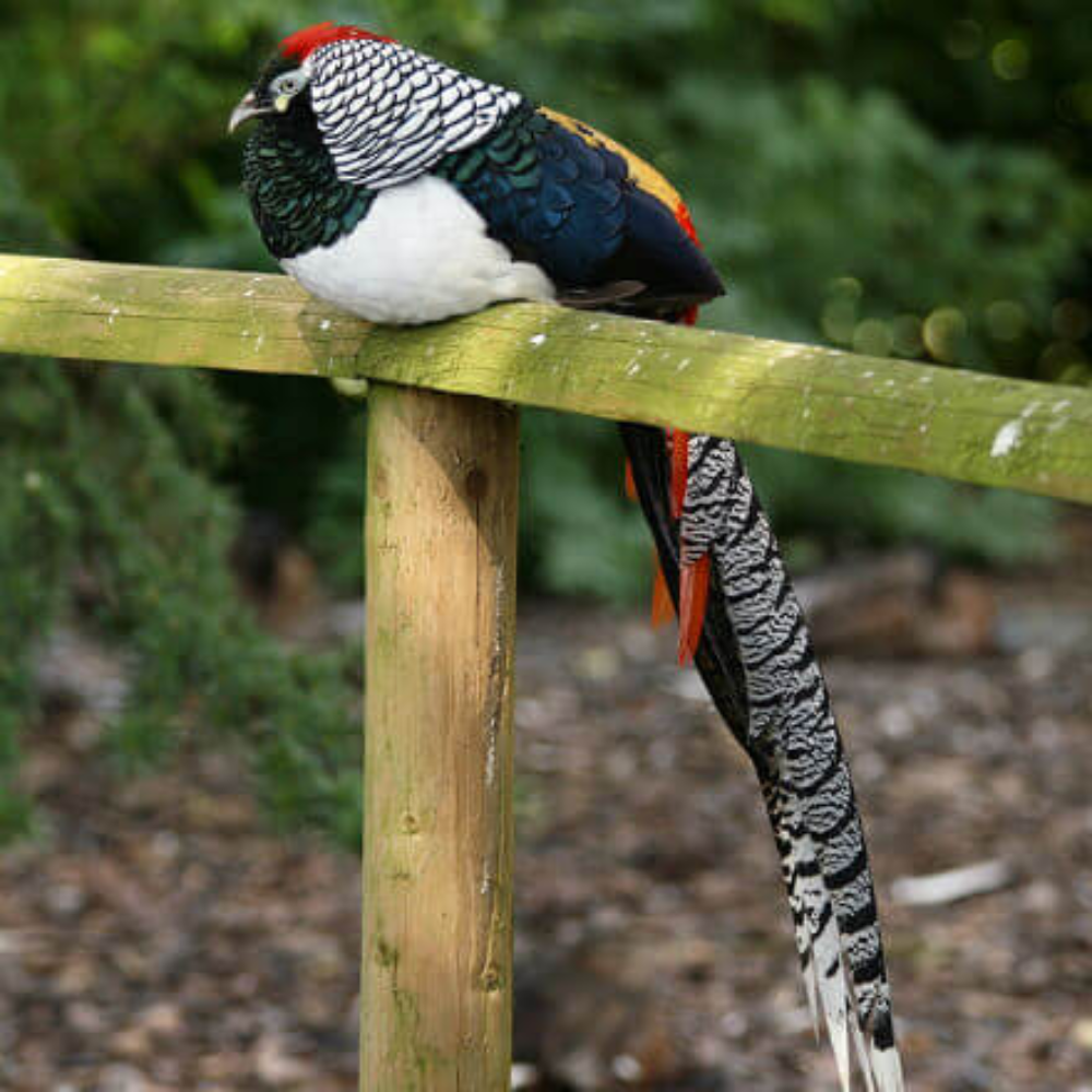 Lady Amherst&#39;s Pheasant Adult Pair