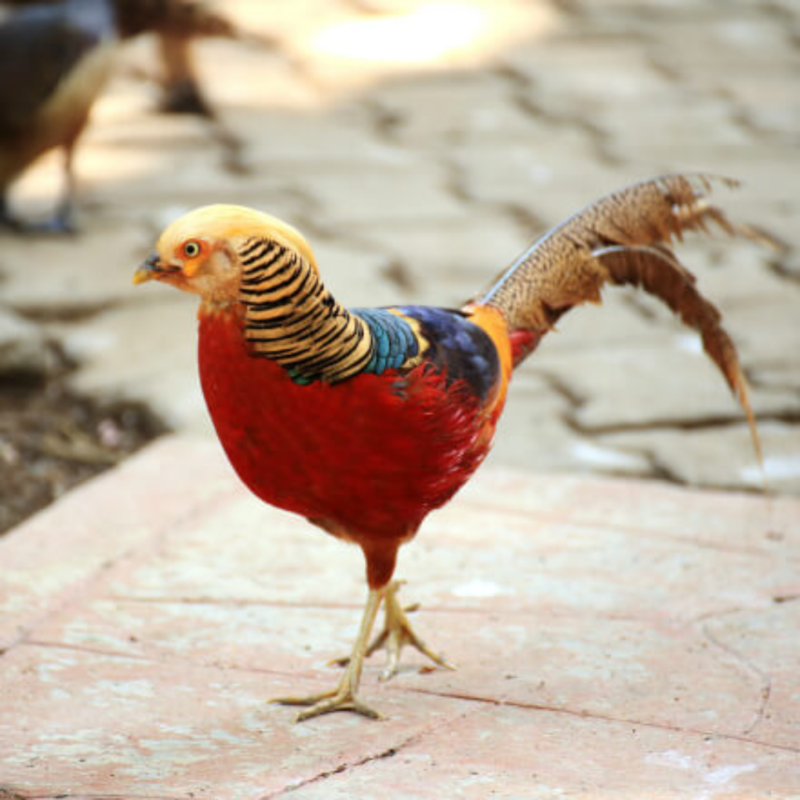Red Golden Pheasant Juvenile Pair