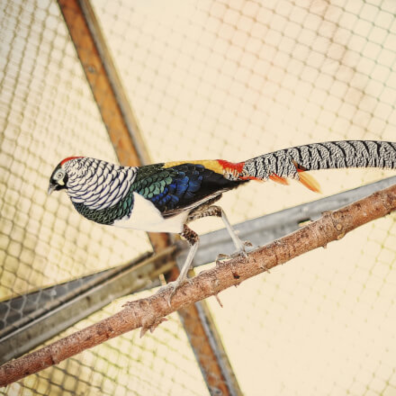 Lady Amherst's Pheasant Adult Pair