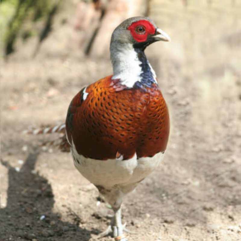 Elliot&#39;s Pheasant Adult Pair