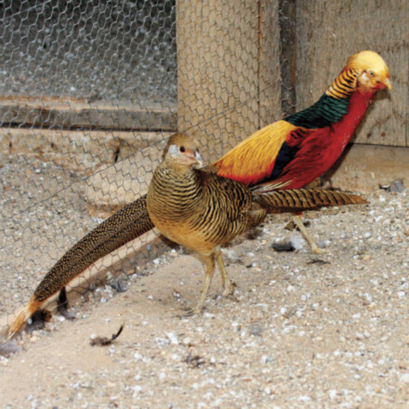 Red Golden Pheasant Adult Pair
