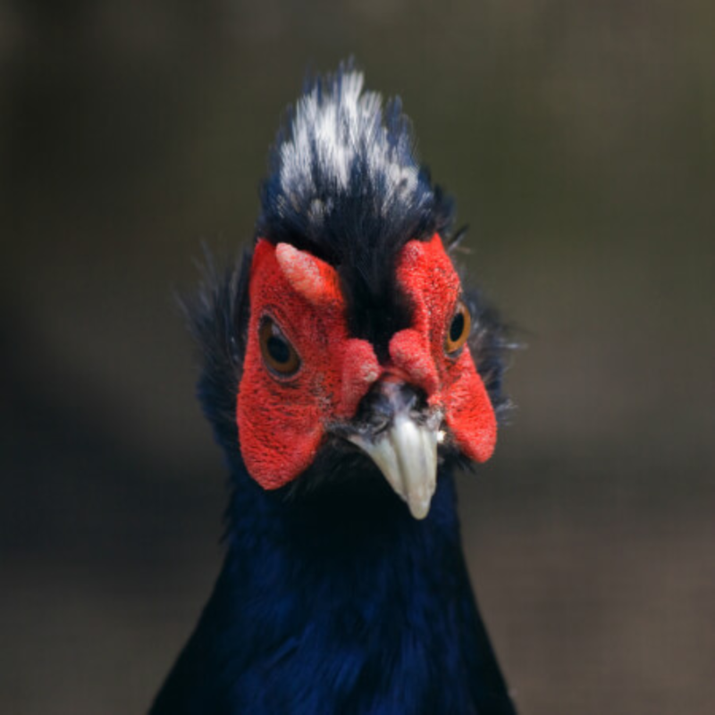 Swinhoe Pheasant Adult Pair