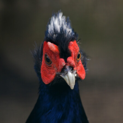 Swinhoe Pheasant Juvenile Pair