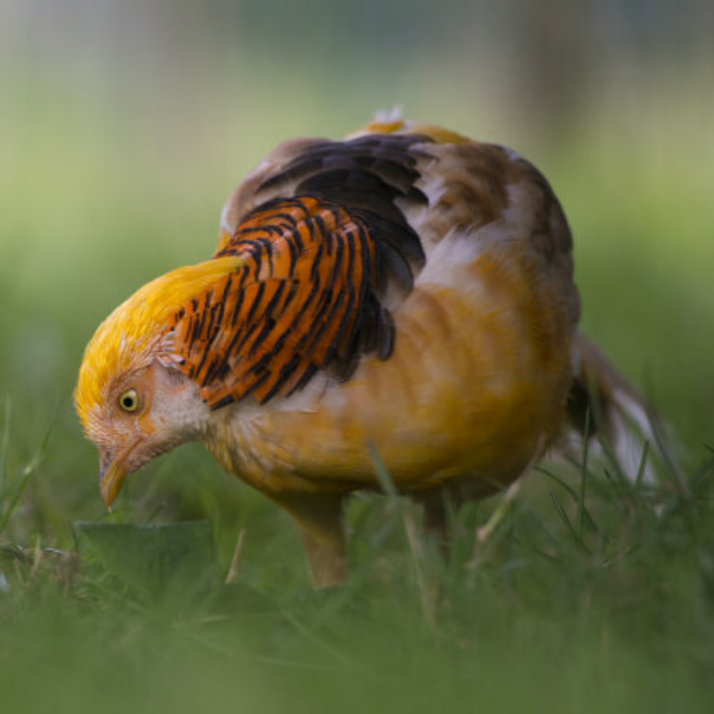 Yellow Golden Pheasant Juvenile Pair