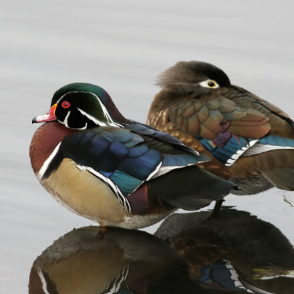 Wood Duck Yearling Pair