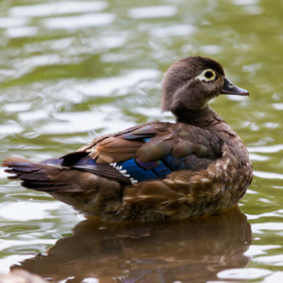 Wood Duck Yearling Pair