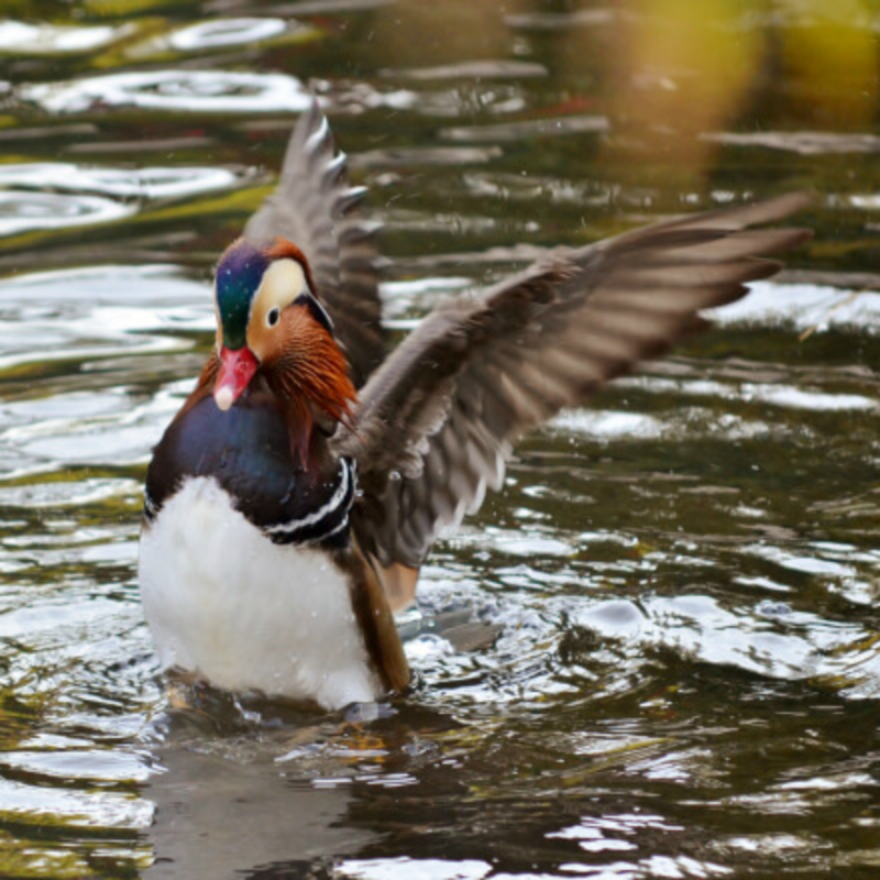 Mandarin Duck Yearling Pair
