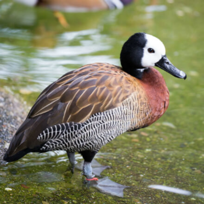 White Faced Whistling Duck Yearling Pair