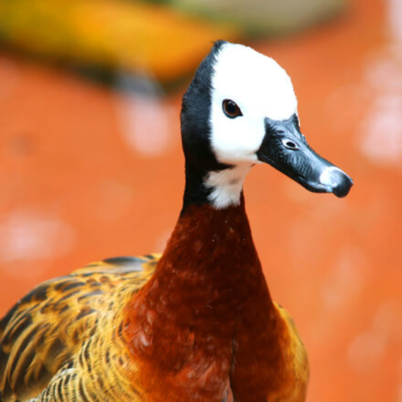 White Faced Whistling Duck Yearling Pair