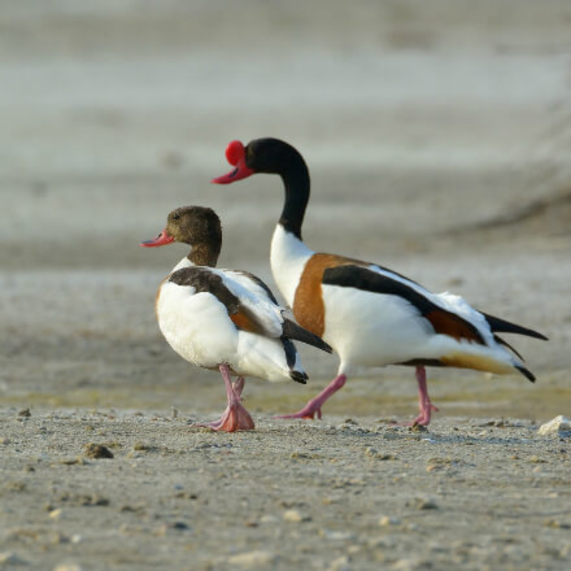 Common Shelduck Juvenile Pair