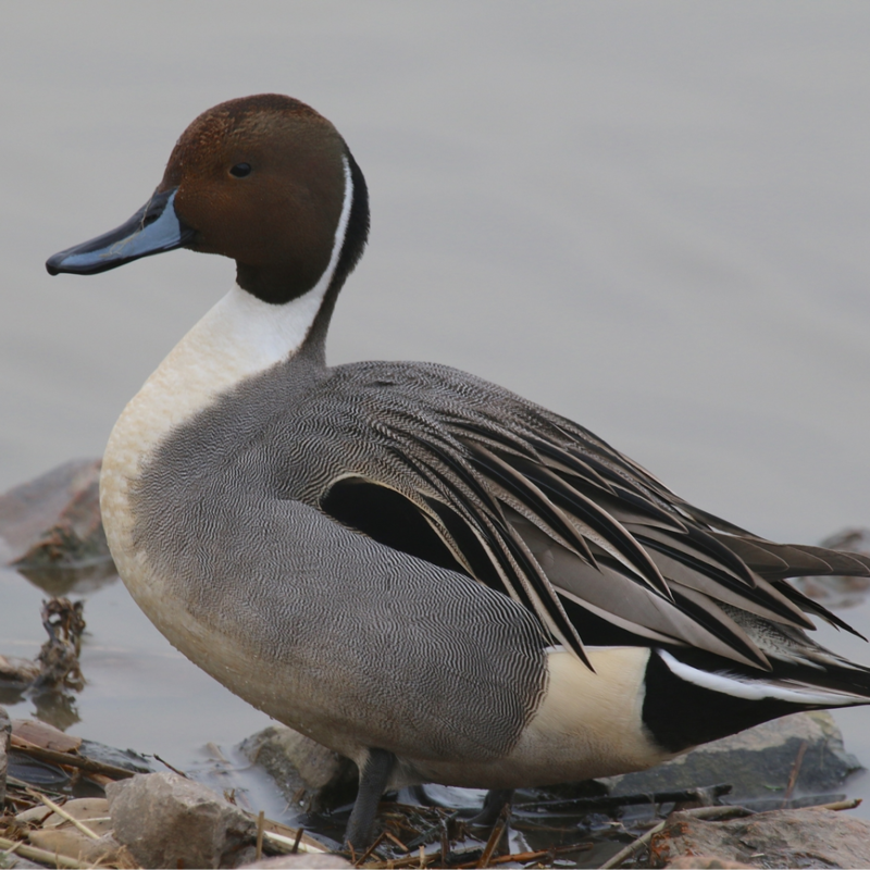 North American Pintail Duck Juvenile Pair