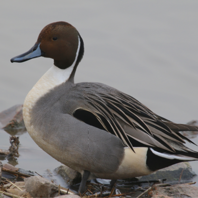 North American Pintail Duck Juvenile Pair