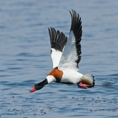 Common Shelduck Yearling Pair