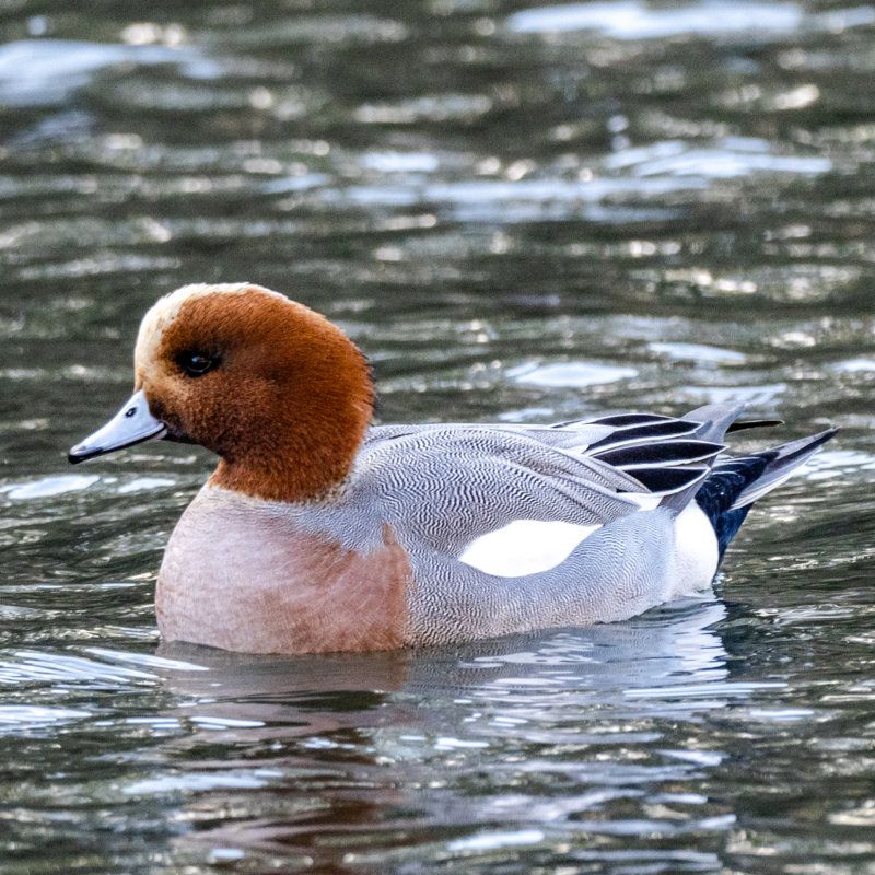 European Wigeon Duck Juvenile Pair