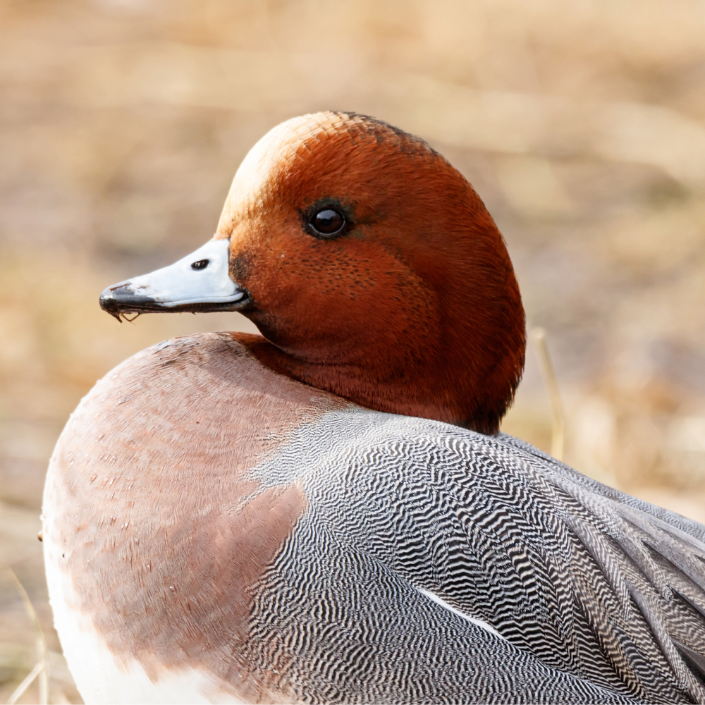 European Wigeon Duck Juvenile Pair, Gender: Male and Female Pair