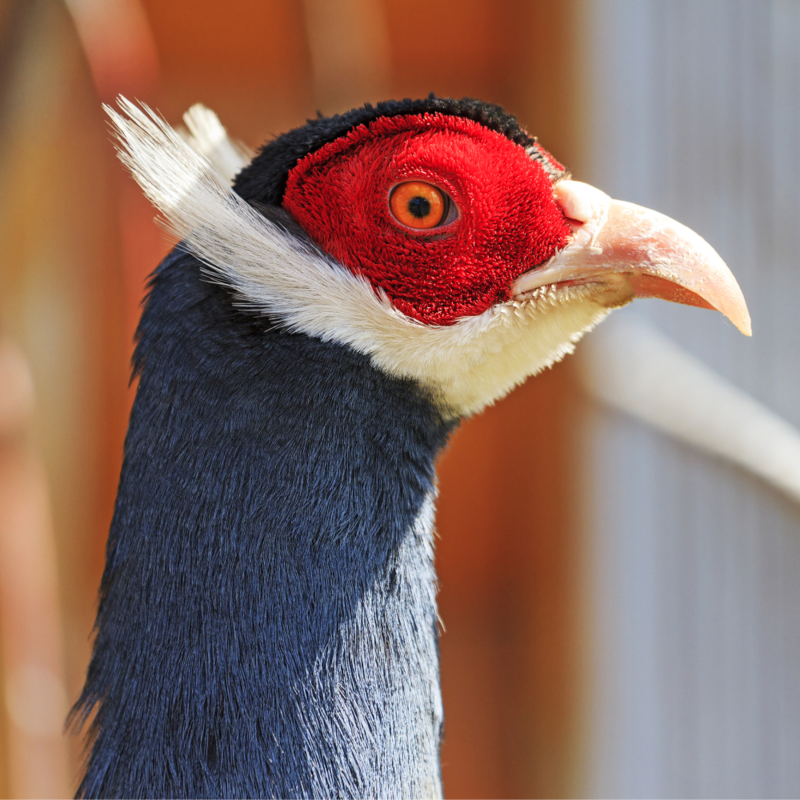 Blue Eared Pheasant Juvenile Pair