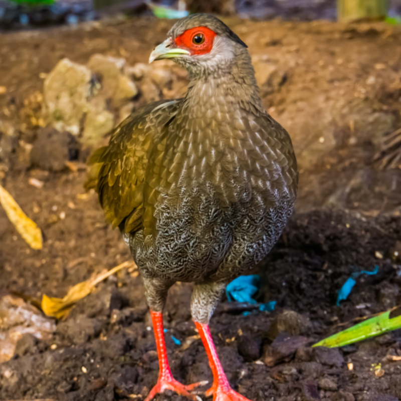Silver Pheasant Juvenile Pair