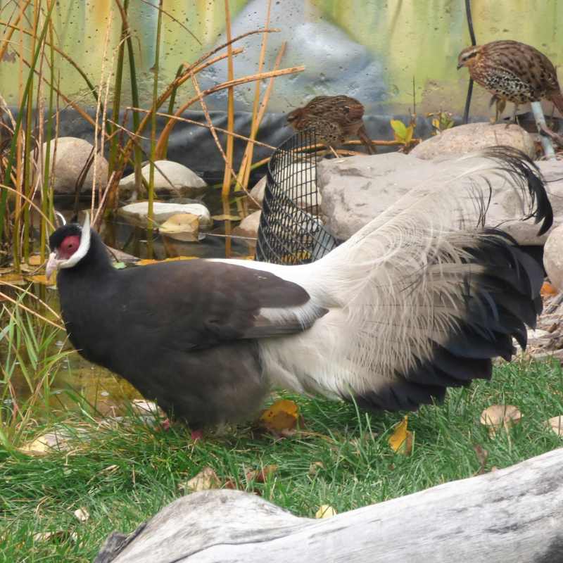 Brown Eared Pheasant Juvenile Pair