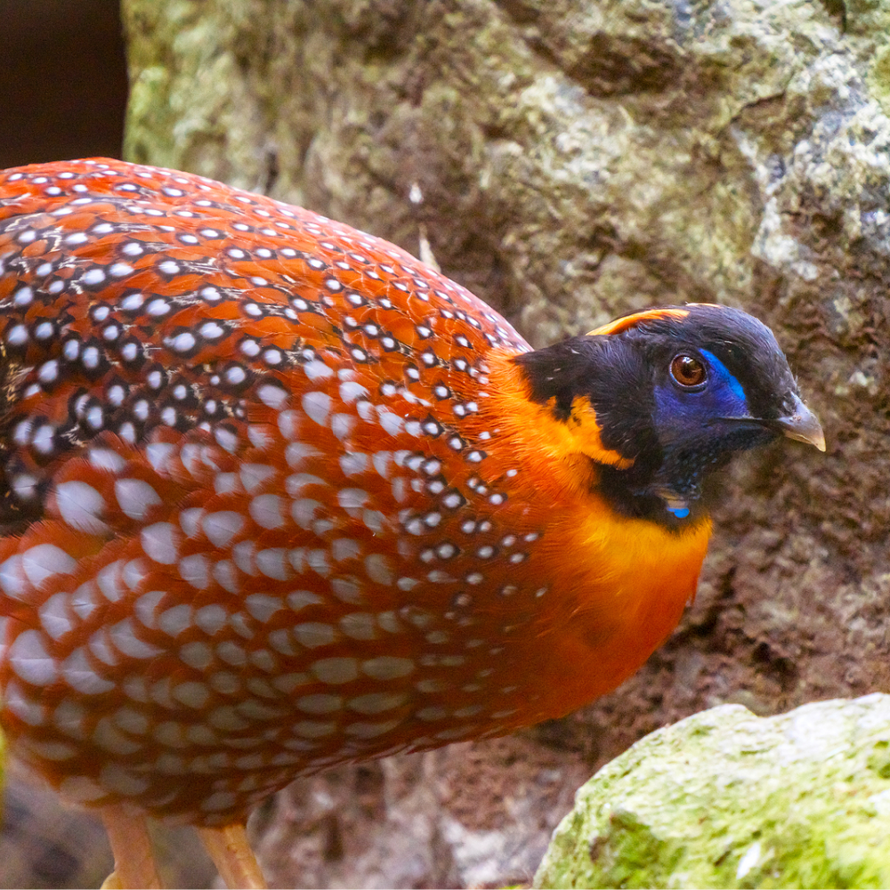 Temminck&#39;s Tragopan Pheasant Male