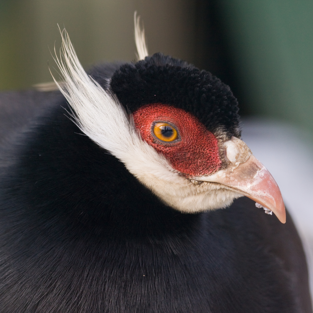Brown Eared Pheasant Juvenile Pair