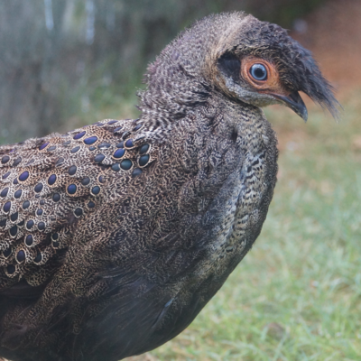 Grey Peacock Pheasant Juvenile Pair