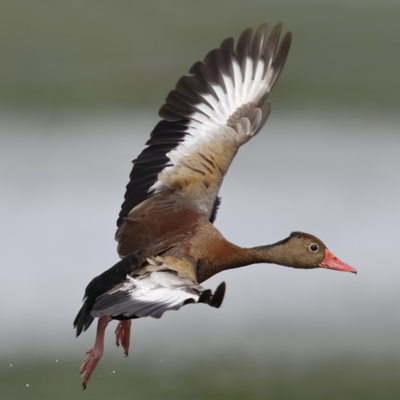 Black Bellied Whistling Duck Yearling Pair