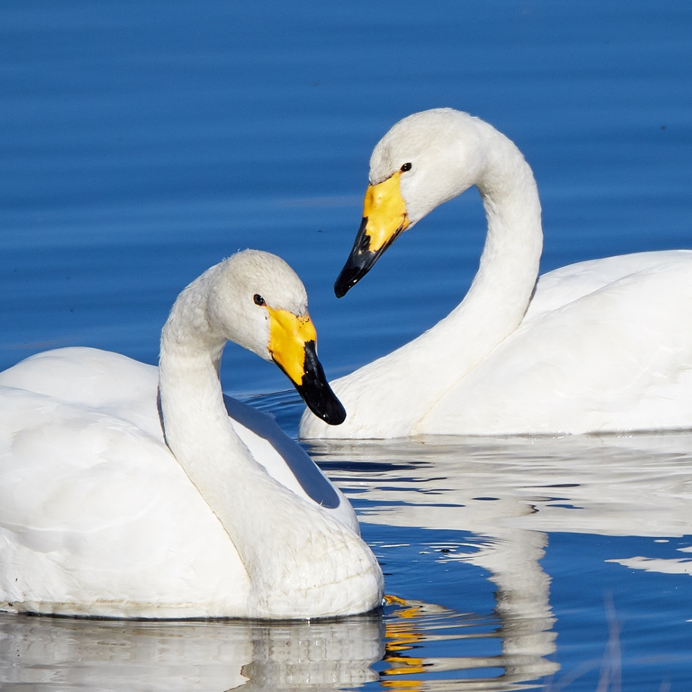 Whooper Swan Breeder Pair