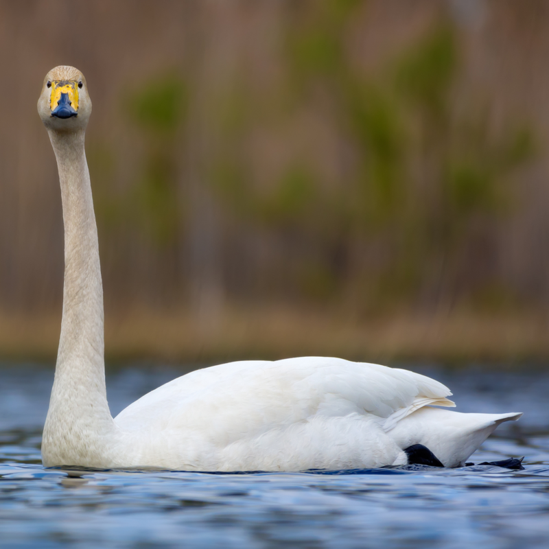 Whooper Swan Yearling Pair
