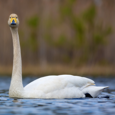 Whooper Swan Yearling Pair