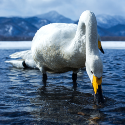 Whooper Swan Breeder Pair