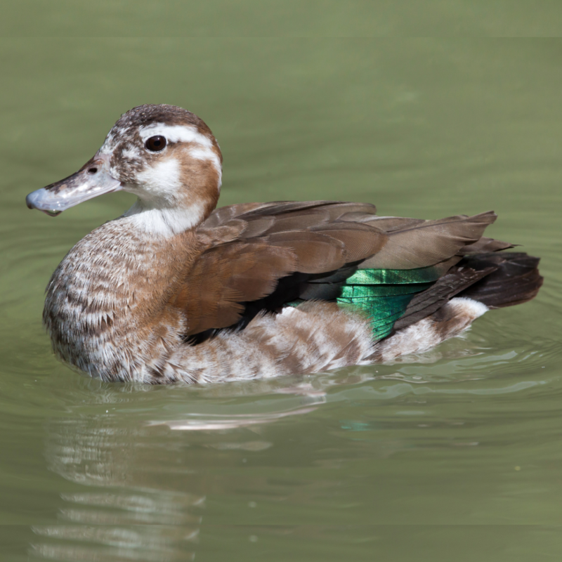 Ringed Teal Duck Yearling Pair