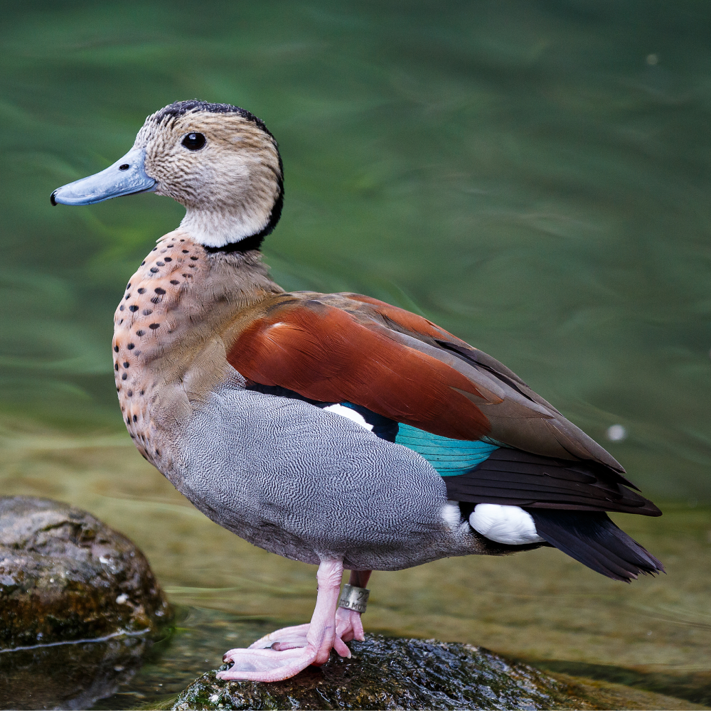 Ringed Teal Duck Yearling Pair