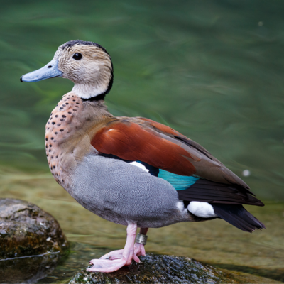 Ringed Teal Duck Yearling Pair
