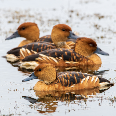 Fulvous Whistling Duck Juvenile Pair
