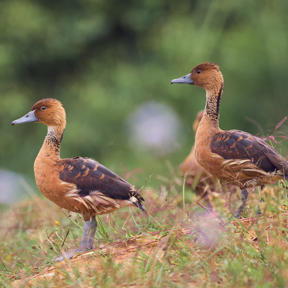 Fulvous Whistling Duck Juvenile Pair