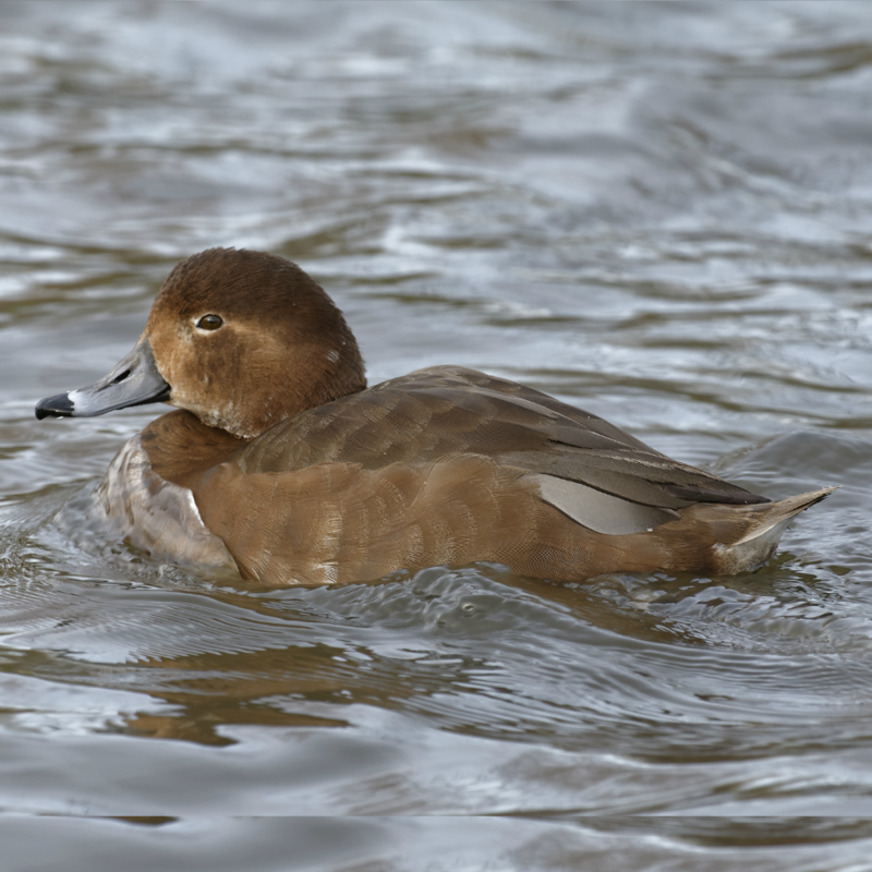 Redhead Duck Juvenile Pair