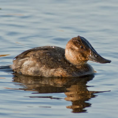 North American Ruddy Duck Juvenile Pair